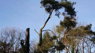 bomen velen